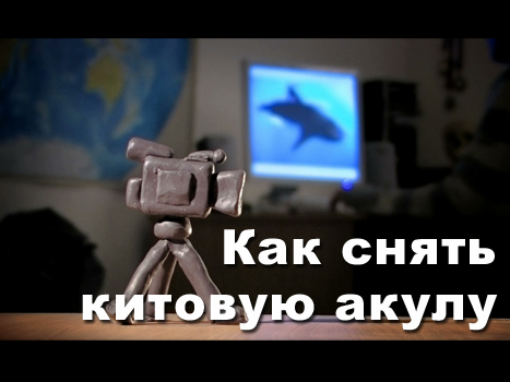 Как снять китовую акулу